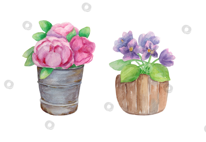 Скачать Набор букетов в вазах. Пионы и фиалки. Иллюстрация выполнена акварелью от руки. фотосток Ozero
