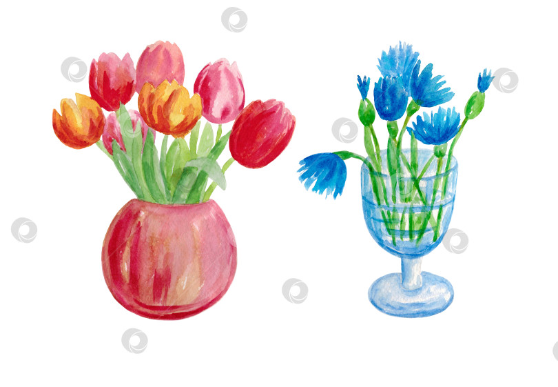 Скачать Набор букетов в вазах. Тюльпаны и васильки. Иллюстрация выполнена акварелью от руки. фотосток Ozero