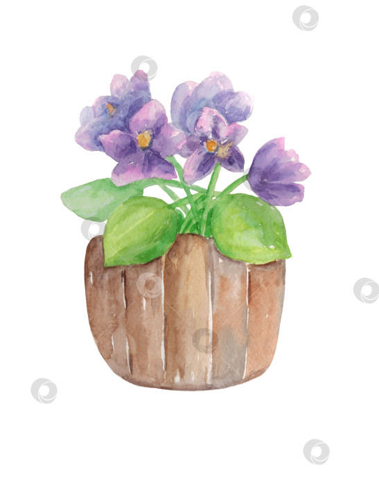 Скачать Фиалки в вазе. Букет цветов на белом фоне. Иллюстрация выполнена акварелью от руки. фотосток Ozero