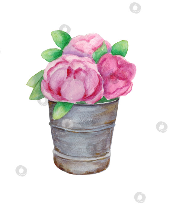 Скачать Розовые пионы в вазе. Букет цветов в ведерке, выделяющийся на белом фоне. Иллюстрация выполнена акварелью от руки. фотосток Ozero