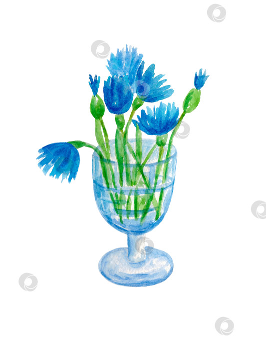 Скачать Голубые васильки в вазе. Букет цветов на белом фоне. Иллюстрация выполнена акварелью от руки. фотосток Ozero
