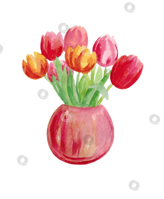 Скачать Яркие тюльпаны в вазе. Букет цветов на белом фоне. Иллюстрация выполнена акварелью от руки. фотосток Ozero