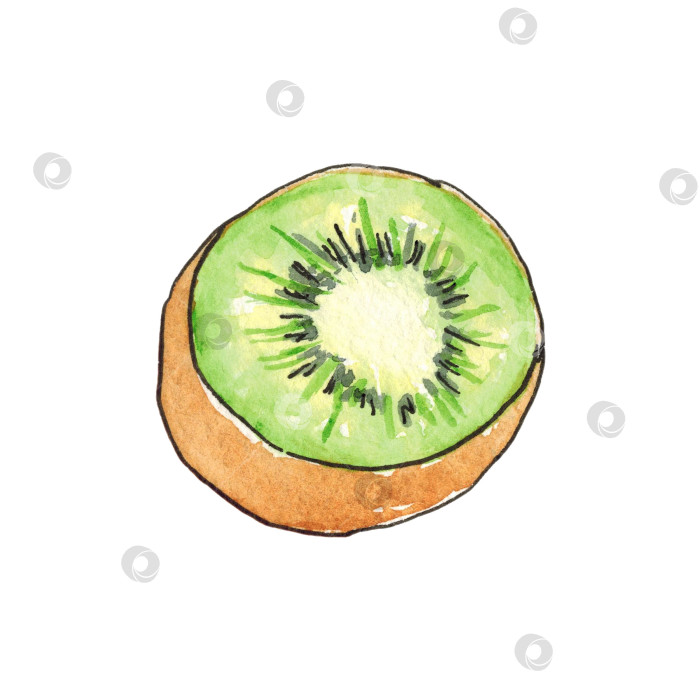 Скачать Киви, выделенный на белом фоне. Контур обведен живой линией. Иллюстрация выполнена акварелью от руки. фотосток Ozero