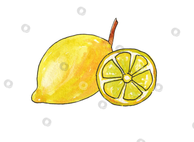 Скачать Лимон изображен целым, а долька выделена на белом фоне. Витамин С. Иллюстрация выполнена акварелью от руки. Контур обведен живой линией. фотосток Ozero