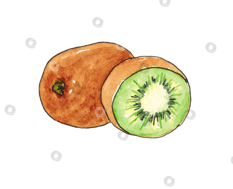 Скачать Киви целиком и половинка, выделенные на белом фоне. Контур обведен живой линией. Иллюстрация выполнена акварелью от руки. фотосток Ozero