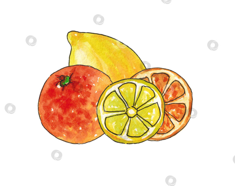 Скачать Акварельная иллюстрация с апельсином, лимоном и дольками. Выполнена вручную акварелью. Ее можно использовать как наклейку, плакат, этикетку, открытку. фотосток Ozero