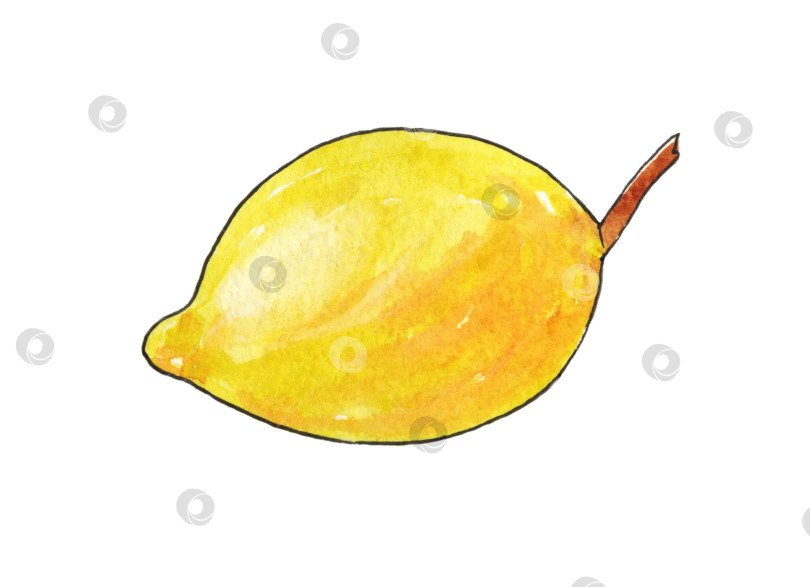 Скачать Лимон выделен на белом фоне. Витамин С. Иллюстрация выполнена акварелью от руки. Контур обведен живой линией. фотосток Ozero