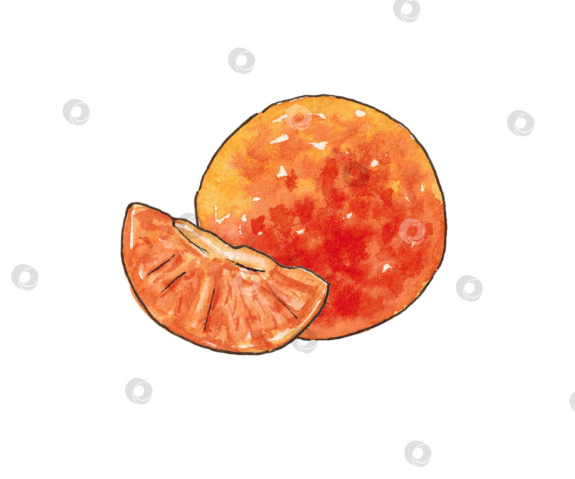 Скачать Иллюстрация акварелью. Мандарин и долька мандаринового дерева. Рисунок выполнен от руки, контур обведен живой линией. фотосток Ozero