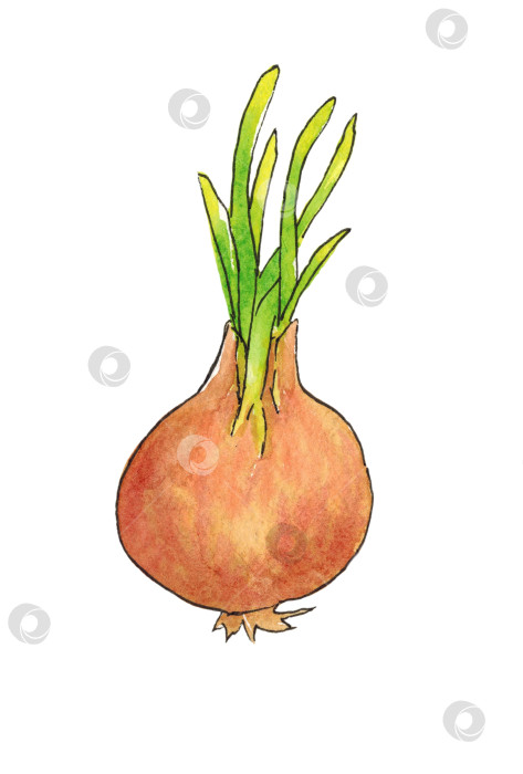 Скачать Луковица, выделяющаяся на белом фоне. Контур обведен живой линией. Иллюстрация выполнена акварелью от руки. фотосток Ozero