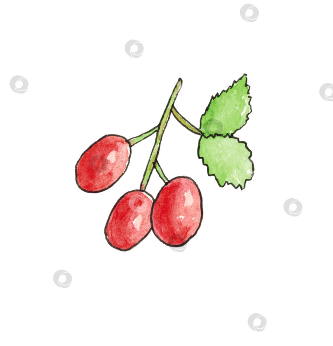 Скачать Дикая роза на белом фоне. Ягоды шиповника на ветке с листьями. Иллюстрация выполнена акварелью от руки. фотосток Ozero