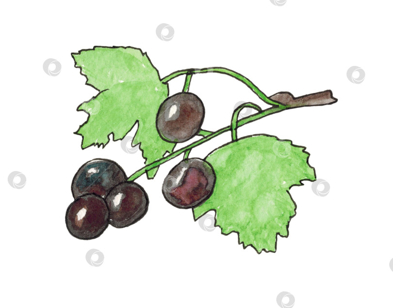 Скачать Смородина на белом фоне. Ягоды смородины на ветке с листьями. Иллюстрация выполнена акварелью от руки. фотосток Ozero
