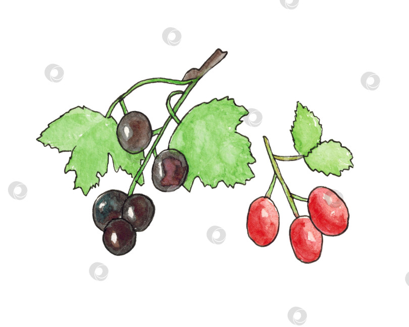 Скачать Композиция из черной смородины и шиповника на белом фоне. Ягоды смородины и шиповника на ветках с листьями. Иллюстрация выполнена вручную акварелью. фотосток Ozero