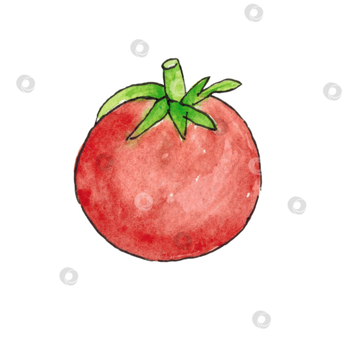 Скачать Помидор, выделенный на белом фоне. Контур обведен живой линией. Иллюстрация выполнена акварелью от руки. фотосток Ozero