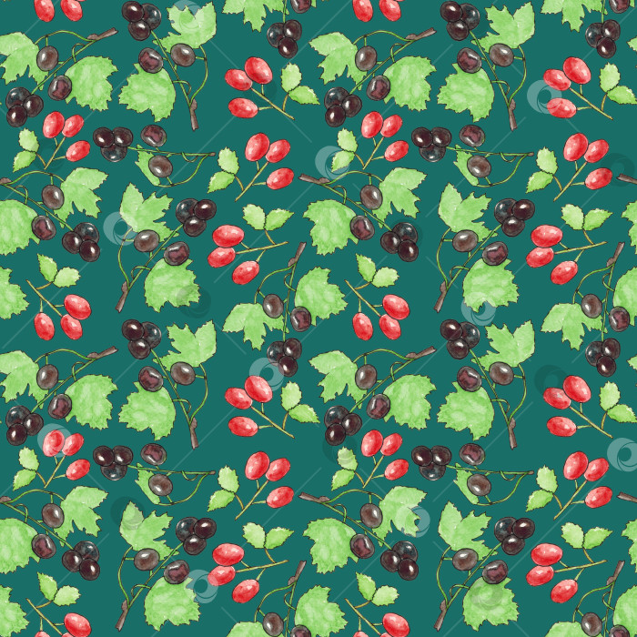 Скачать Бесшовный узор с изображением черной смородины и шиповника на зеленом фоне. Витамин С. Иллюстрация выполнена акварелью от руки. ее можно использовать на тканях, обоях, обложках, меню, упаковочной бумаге. фотосток Ozero