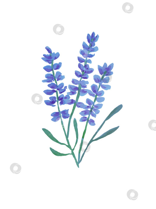 Скачать Букет с цветами лаванды. Белый фон. Иллюстрация написана от руки акварелью. фотосток Ozero