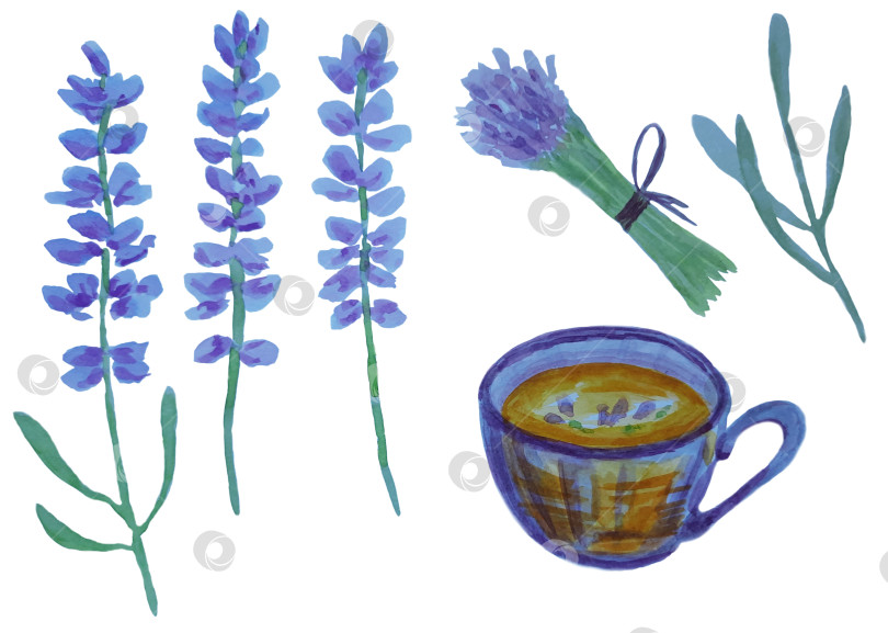 Скачать Набор с лавандой, лавандовым чаем и букетом лаванды на белом фоне. Иллюстрация выполнена акварелью для вашего дизайна. фотосток Ozero