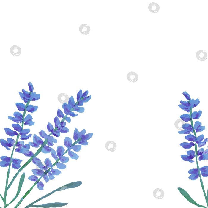 Скачать Рамка с лавандой на белом фоне. С пустым местом для текста. Может использоваться как поздравительная открытка, пригласительный, приглашение на свадьбу. фотосток Ozero