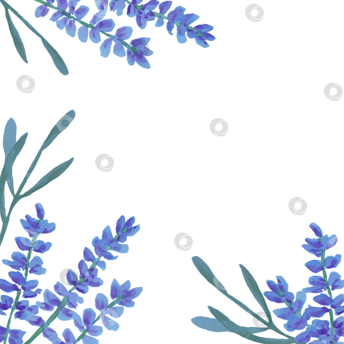 Скачать Рамка с лавандой на белом фоне. С пустым местом для текста. Может использоваться как поздравительная открытка, пригласительный, приглашение на свадьбу. фотосток Ozero