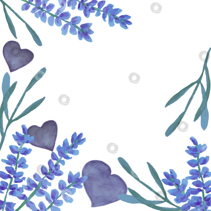 Скачать Рамка с лавандой и сердечками на белом фоне. Дизайн с пустым пространством для текста. Иллюстрация выполнена акварелью. фотосток Ozero