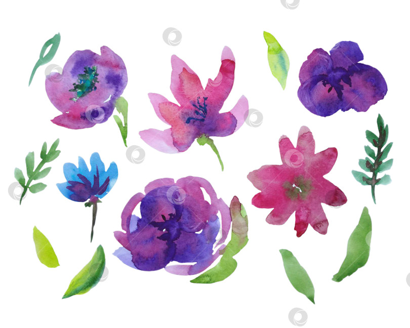 Скачать Набор клипартов - фиолетовые и розовые цветы, выделенные на белом фоне. Иллюстрация выполнена акварелью в свободном стиле от руки. фотосток Ozero