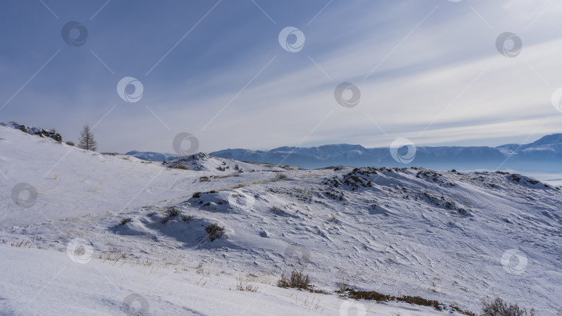 Скачать На заснеженных склонах видны сухая трава и голое дерево. фотосток Ozero