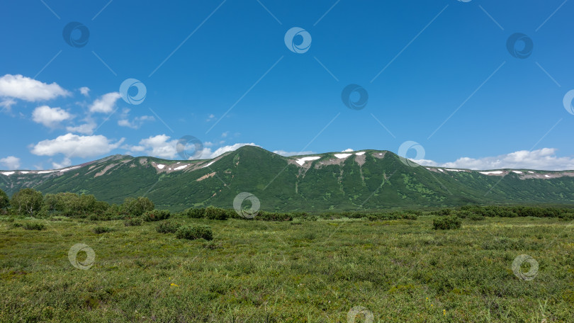 Скачать На альпийском лугу растет сочная зеленая трава и кустарники. фотосток Ozero