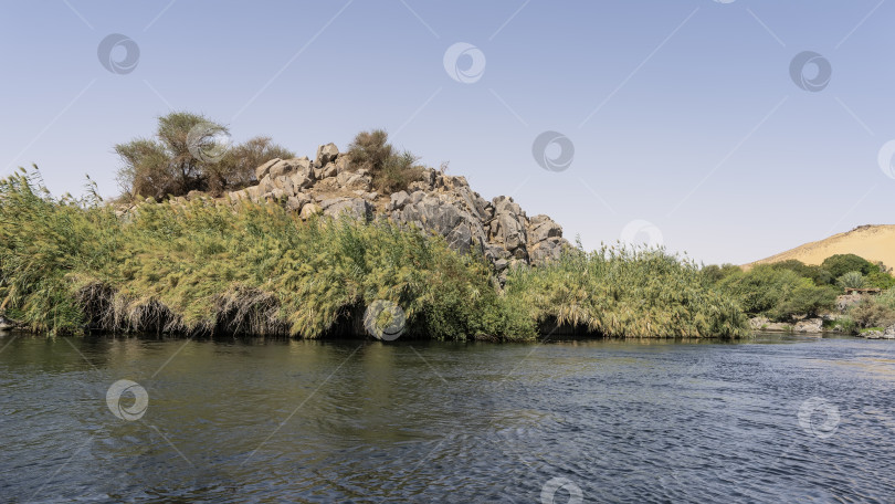 Скачать На берегах Нила есть густые заросли тростника. фотосток Ozero