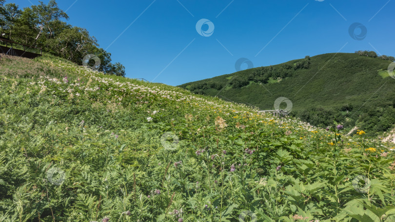Скачать На лугу, на склоне холма, растет сочная зеленая трава и полевые цветы. фотосток Ozero
