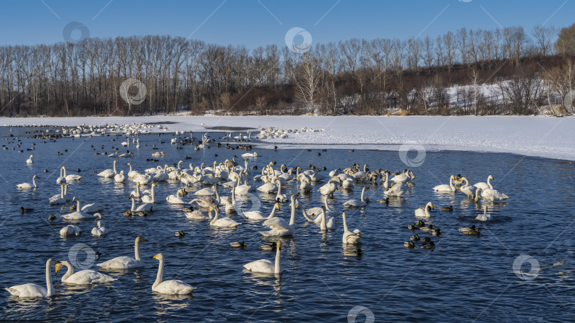 Скачать Зимой в незамерзающем озере плавает стая белых лебедей и уток. фотосток Ozero