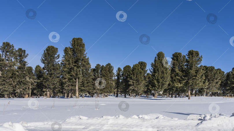 Скачать Опушка хвойного леса зимой. фотосток Ozero