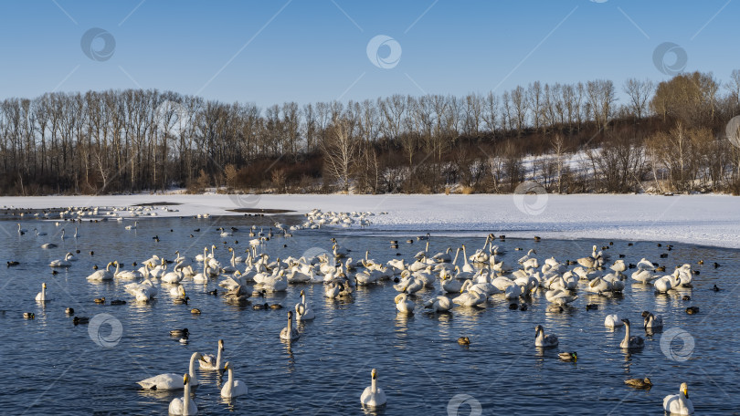 Скачать Стая белых лебедей и уток плавает в незамерзающем озере. фотосток Ozero