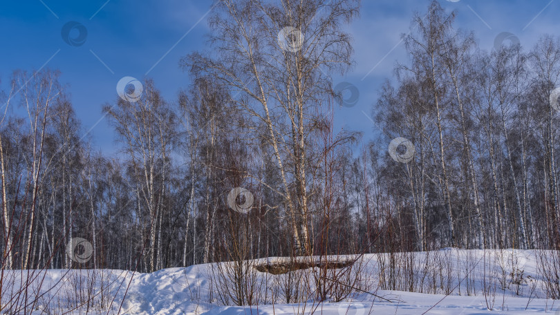 Скачать Зимняя березовая роща. фотосток Ozero