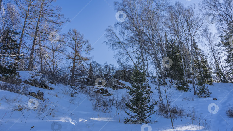 Скачать Зимний пейзаж. Березы и ели на заснеженных холмах. фотосток Ozero