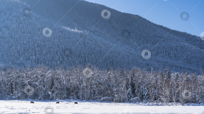 Скачать Горный склон зарос густым лесом. фотосток Ozero