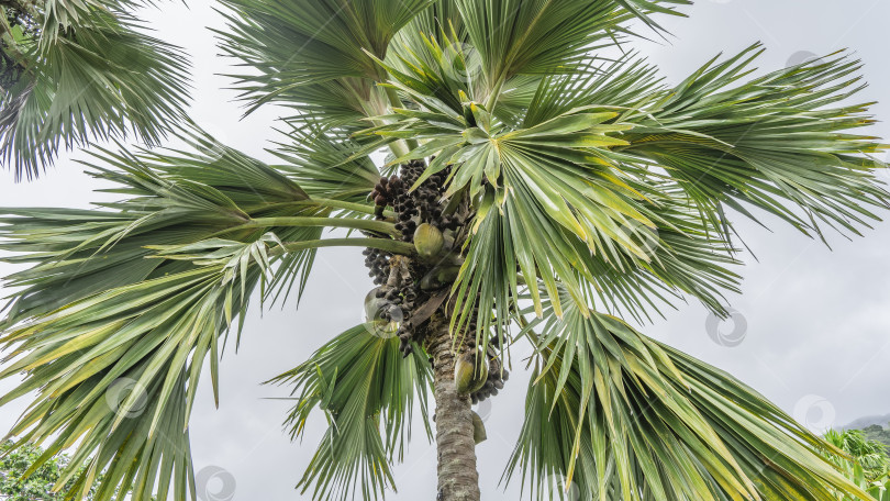 Скачать Верхушка пальмы коко де Мер на фоне неба. фотосток Ozero