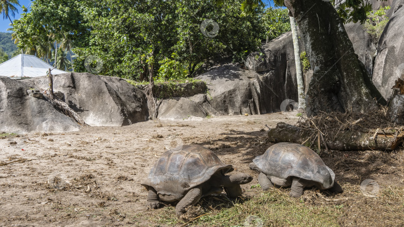 Скачать Гигантские черепахи прогуливаются по лужайке. фотосток Ozero