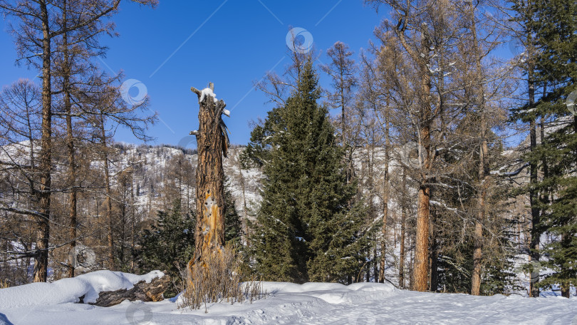 Скачать Через лес проходит утоптанная в снегу дорога. фотосток Ozero