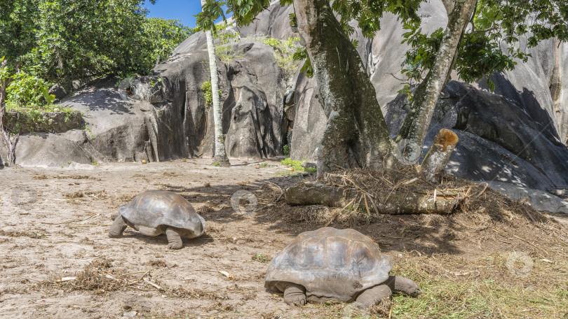 Скачать Две гигантские черепахи - эндемики тропического острова - прогуливаются по саду. фотосток Ozero
