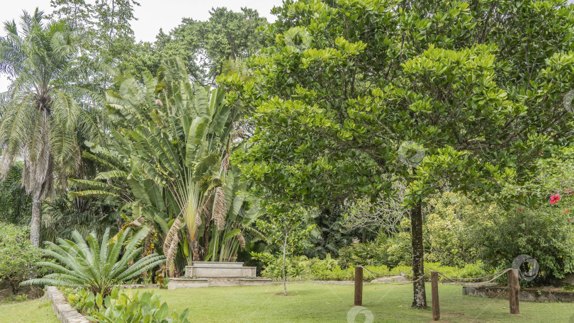 Скачать Ботанический сад на острове Маэ. фотосток Ozero