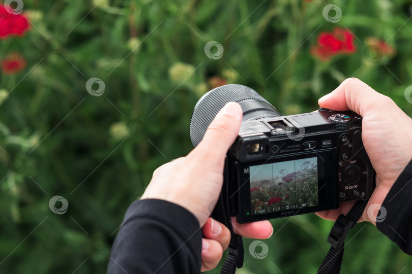 Скачать камера в руках фотографа, снимающего тысячелистник на тумане фотосток Ozero
