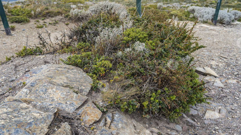 Скачать Характерная растительность юга Патагонии. фотосток Ozero
