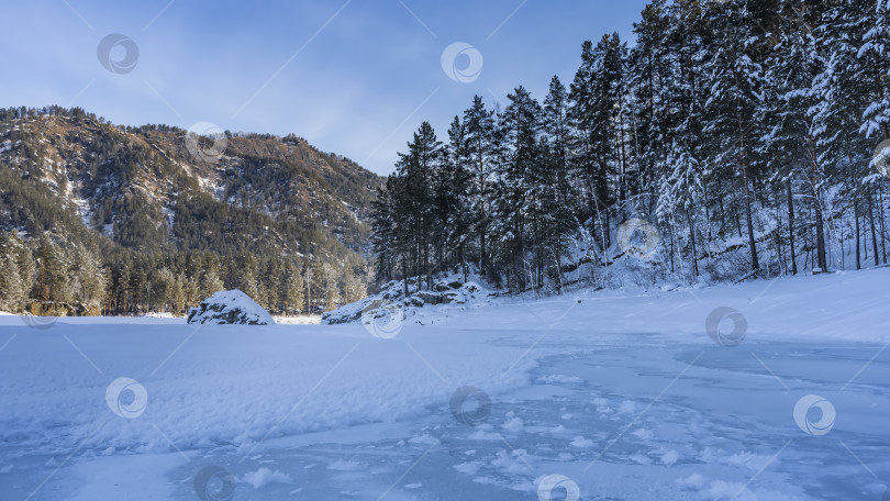 Скачать На берегу замерзшей реки растет хвойный лес. фотосток Ozero