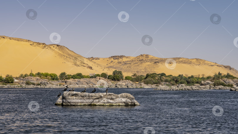 Скачать Морские птицы сидят на живописном валуне в русле реки. фотосток Ozero