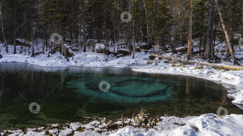 Скачать Удивительное незамерзающее гейзерное озеро в зимнем лесу. фотосток Ozero