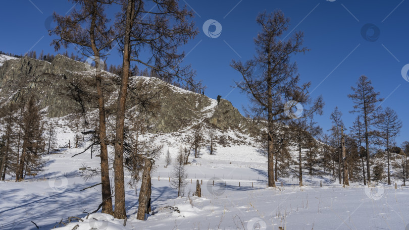 Скачать Голые деревья стоят в сугробах. фотосток Ozero