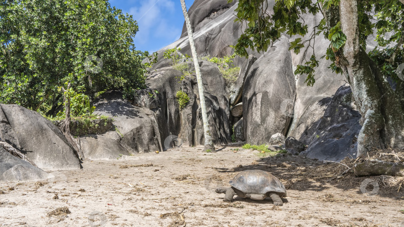 Скачать Гигантская черепаха Aldabrachelys gigantea прогуливается по лужайке. фотосток Ozero