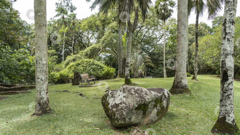 Скачать На лужайке в тропическом ботаническом саду есть скамейка. фотосток Ozero