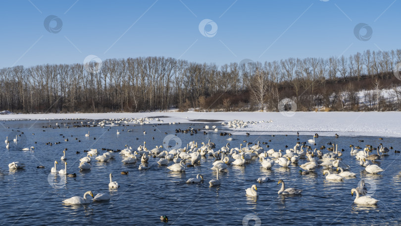 Скачать Большая стая белых лебедей на незамерзающем озере. фотосток Ozero
