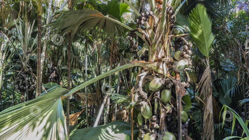 Скачать Кокосовые орехи являются эндемичными для Сейшельских островов фотосток Ozero