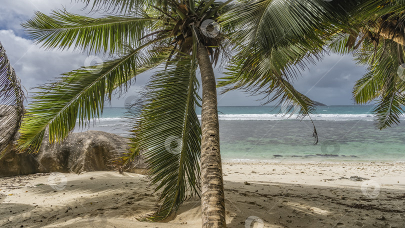Скачать Пальма склоняется над уединенным тропическим пляжем. фотосток Ozero